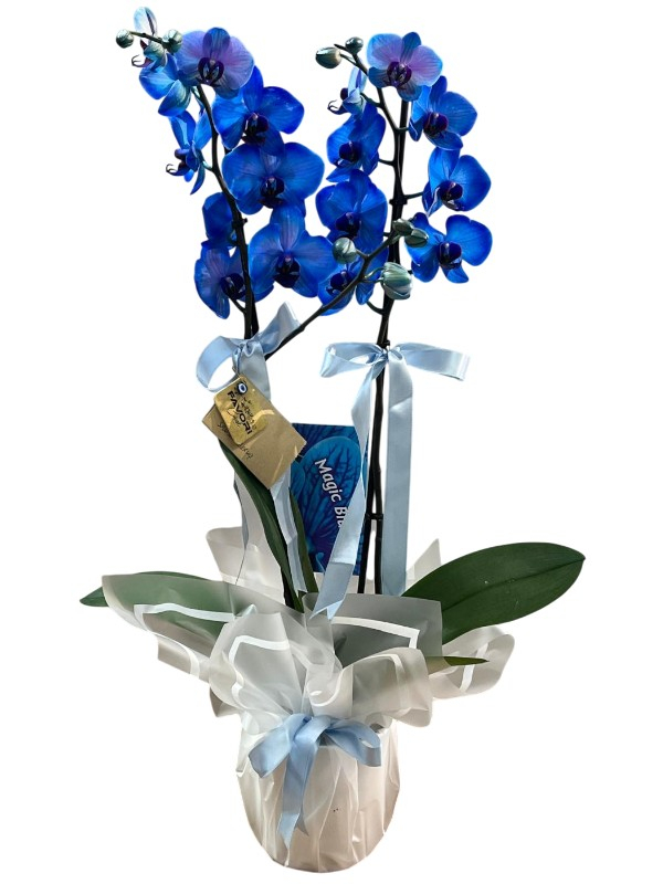 2 Dallı Mavi Orkide